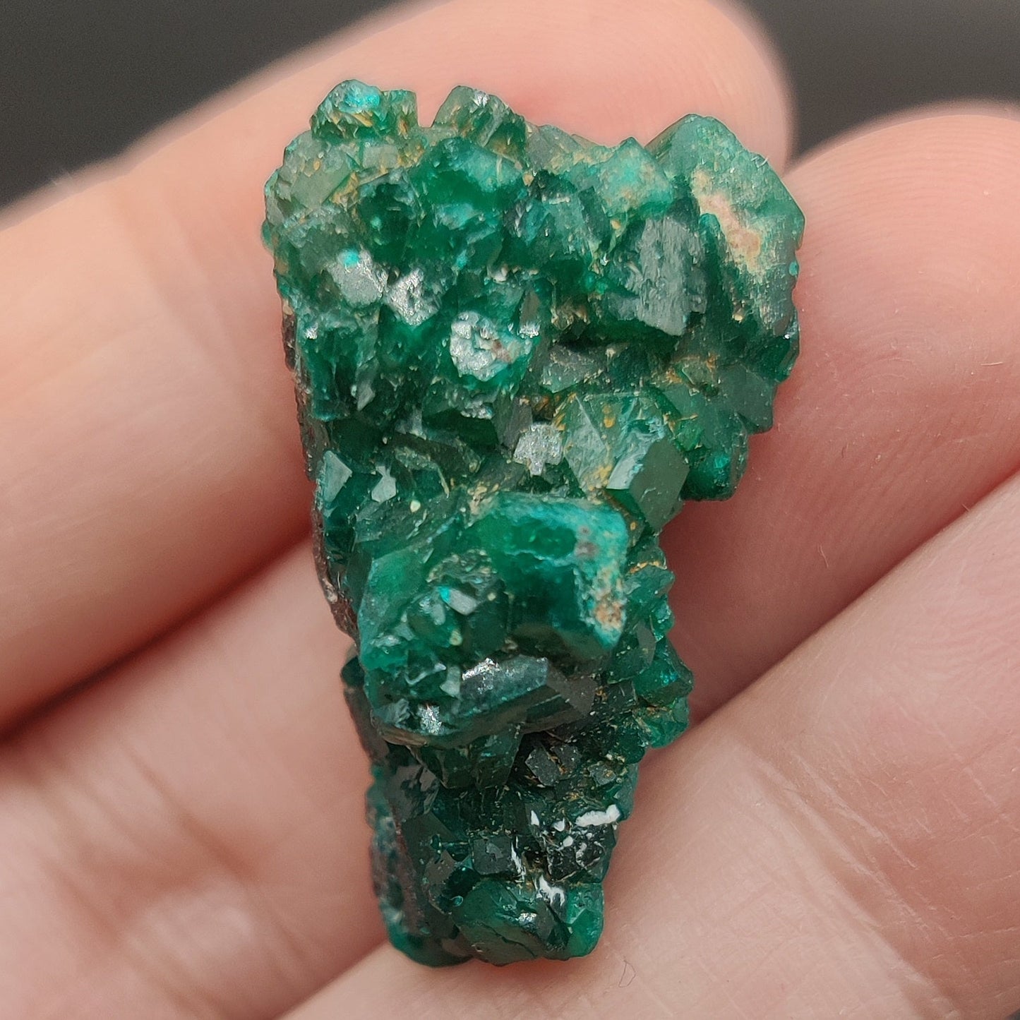 Dioptasa