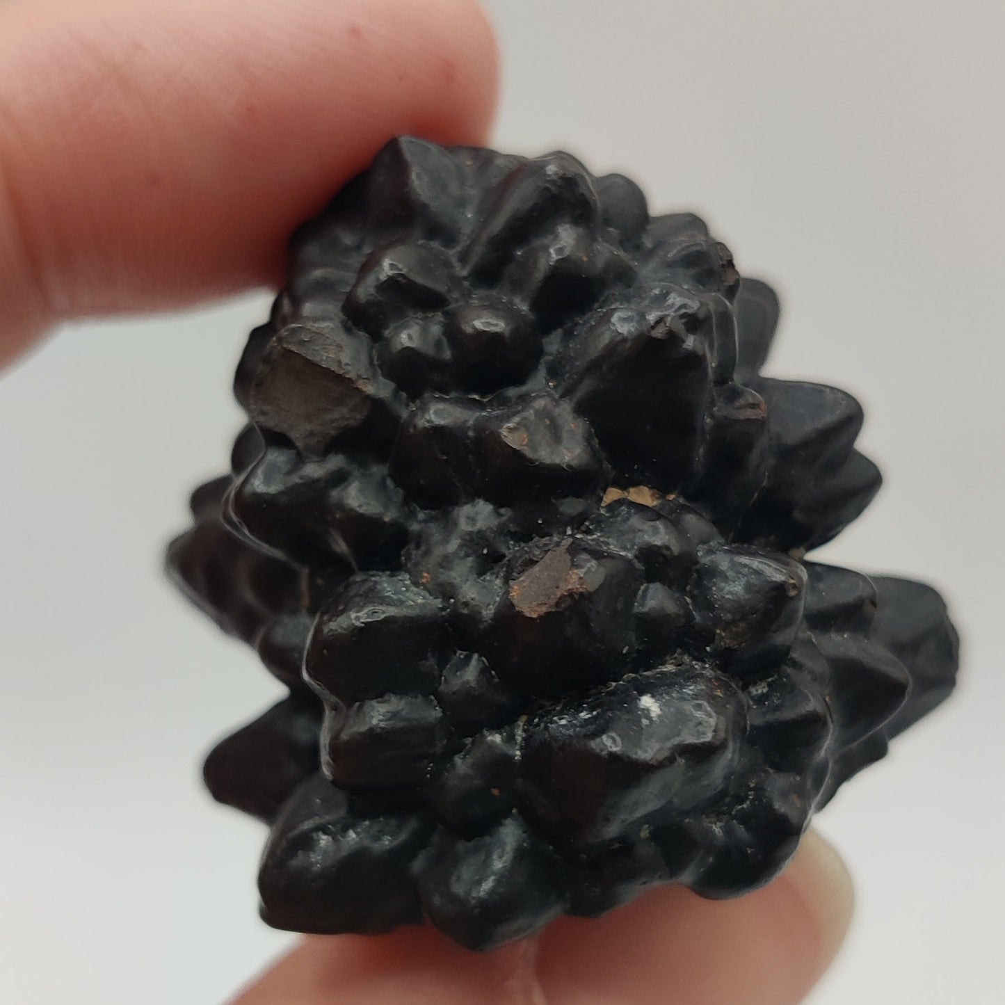 Goethita pseudomórfica de marcasita. "Prophecy stone"