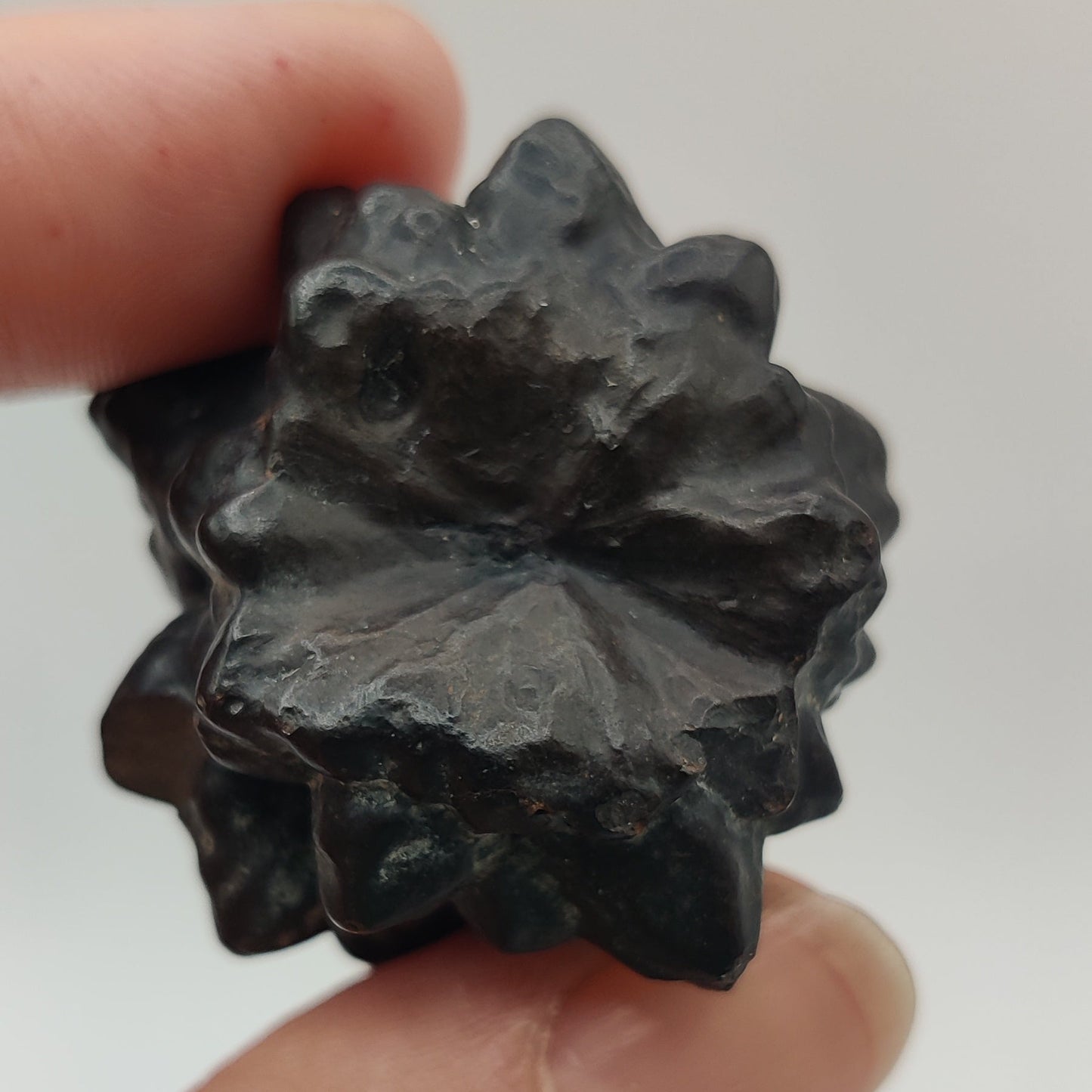 Goethita pseudomórfica de marcasita. "Prophecy stone"