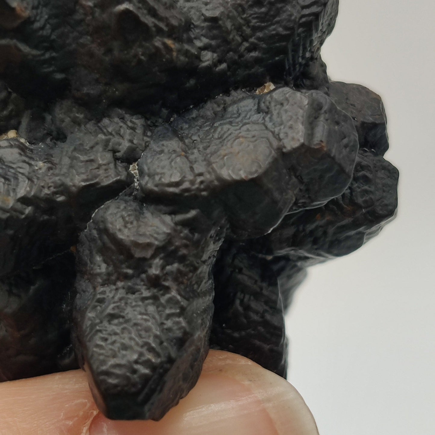 Goethita pseudomórfica de marcasita. "Prophecy stone"