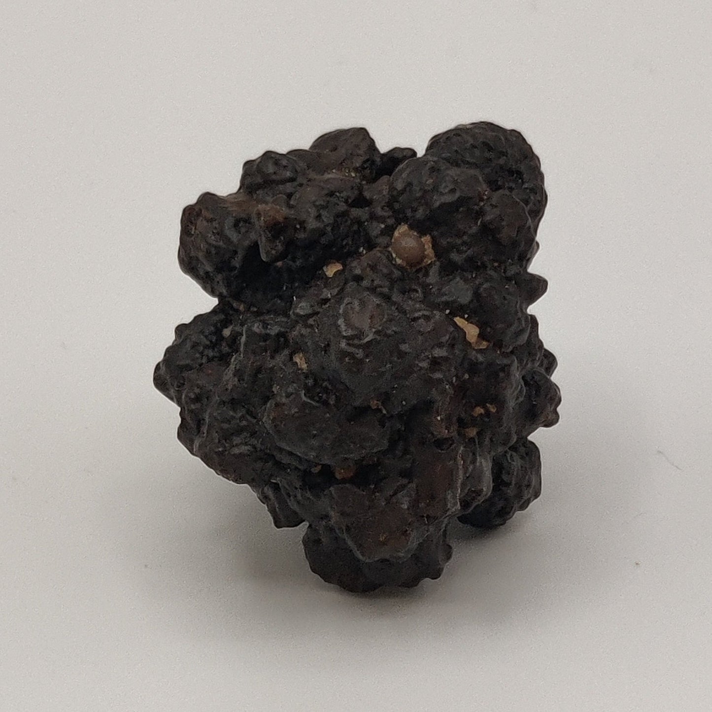 Goethita pseudomórfica de marcasita. "Prophecy stone"
