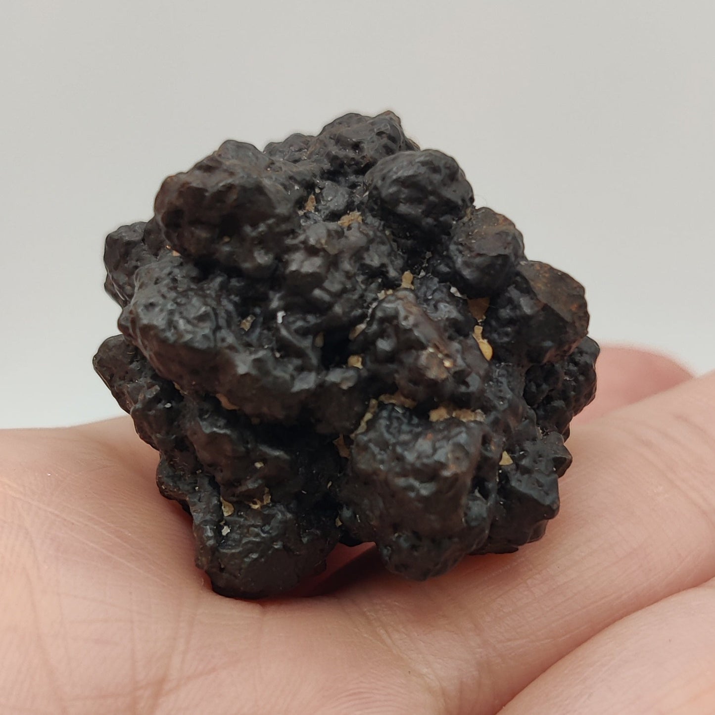 Goethita pseudomórfica de marcasita. "Prophecy stone"
