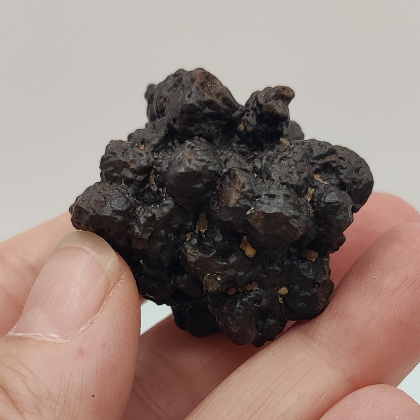 Goethita pseudomórfica de marcasita. "Prophecy stone"