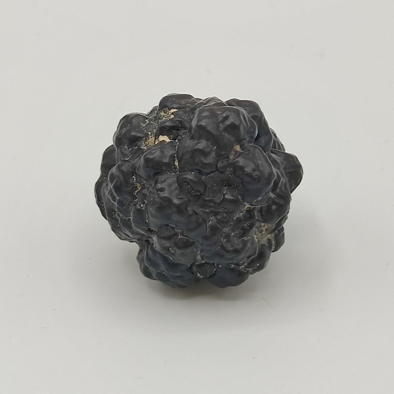 Goethita pseudomórfica de marcasita. "Prophecy stone"