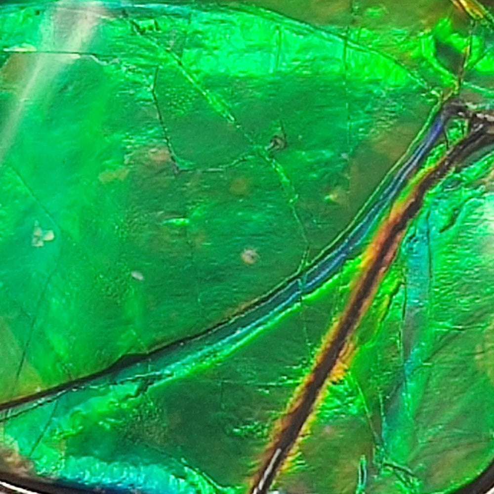 Ammolite colgante