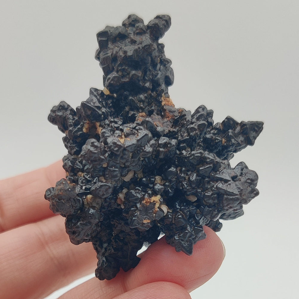 Goethita pseudomórfica de marcasita. "Piedra profecía"
