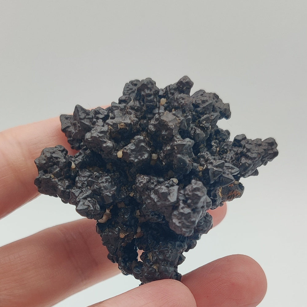 Goethita pseudomórfica de marcasita. "Piedra profecía"