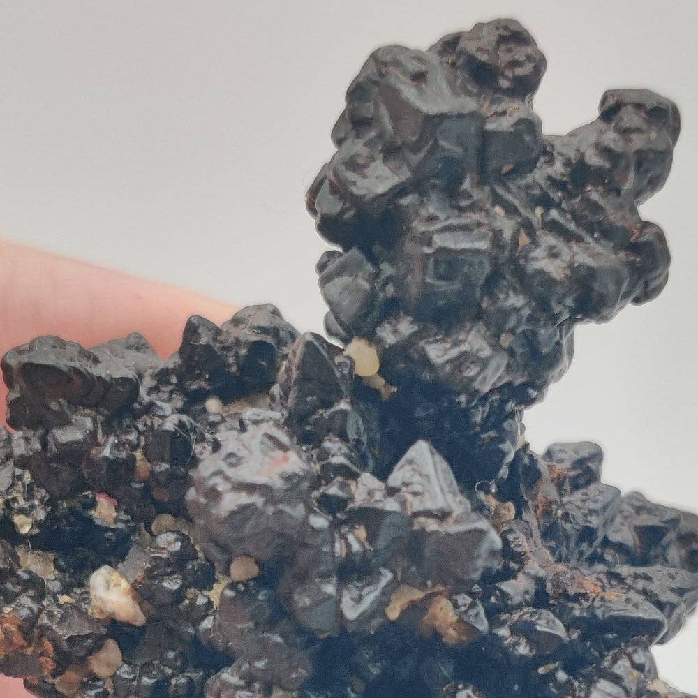 Goethita pseudomórfica de marcasita. "Piedra profecía"