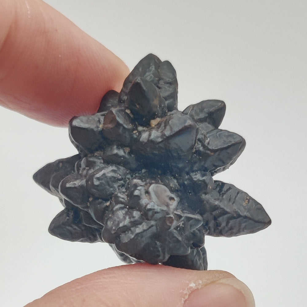 Goethita pseudomórfica de marcasita. "Piedra profecía"