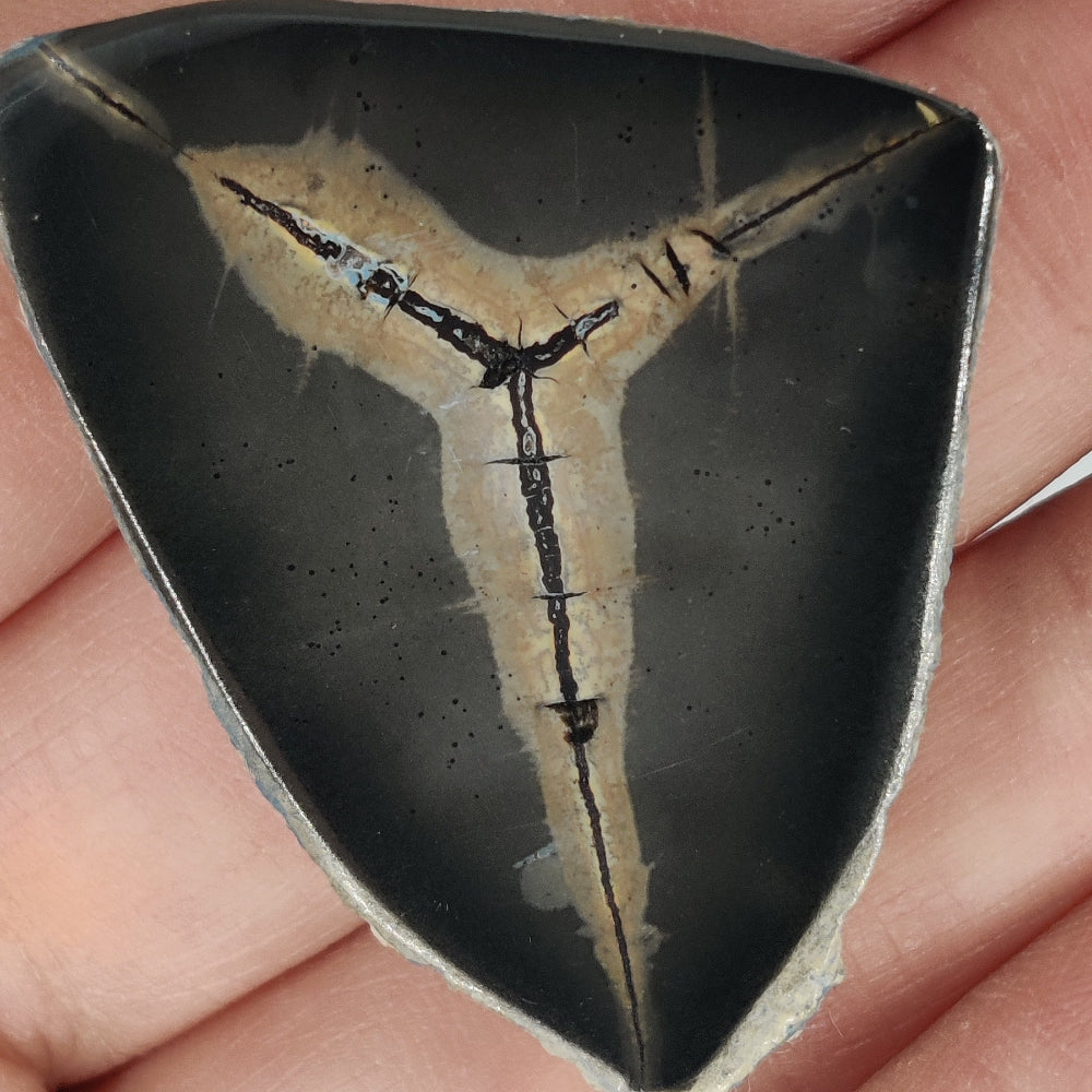 Septarias