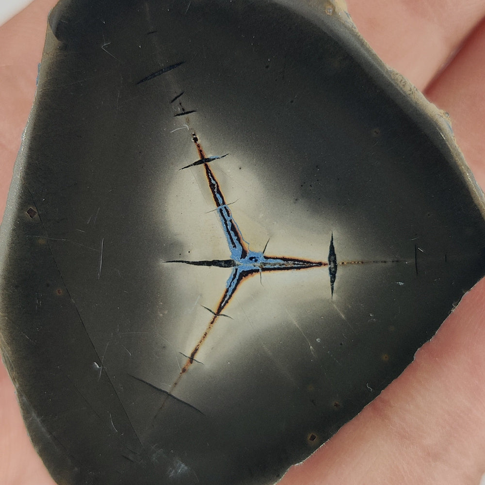 Septarias