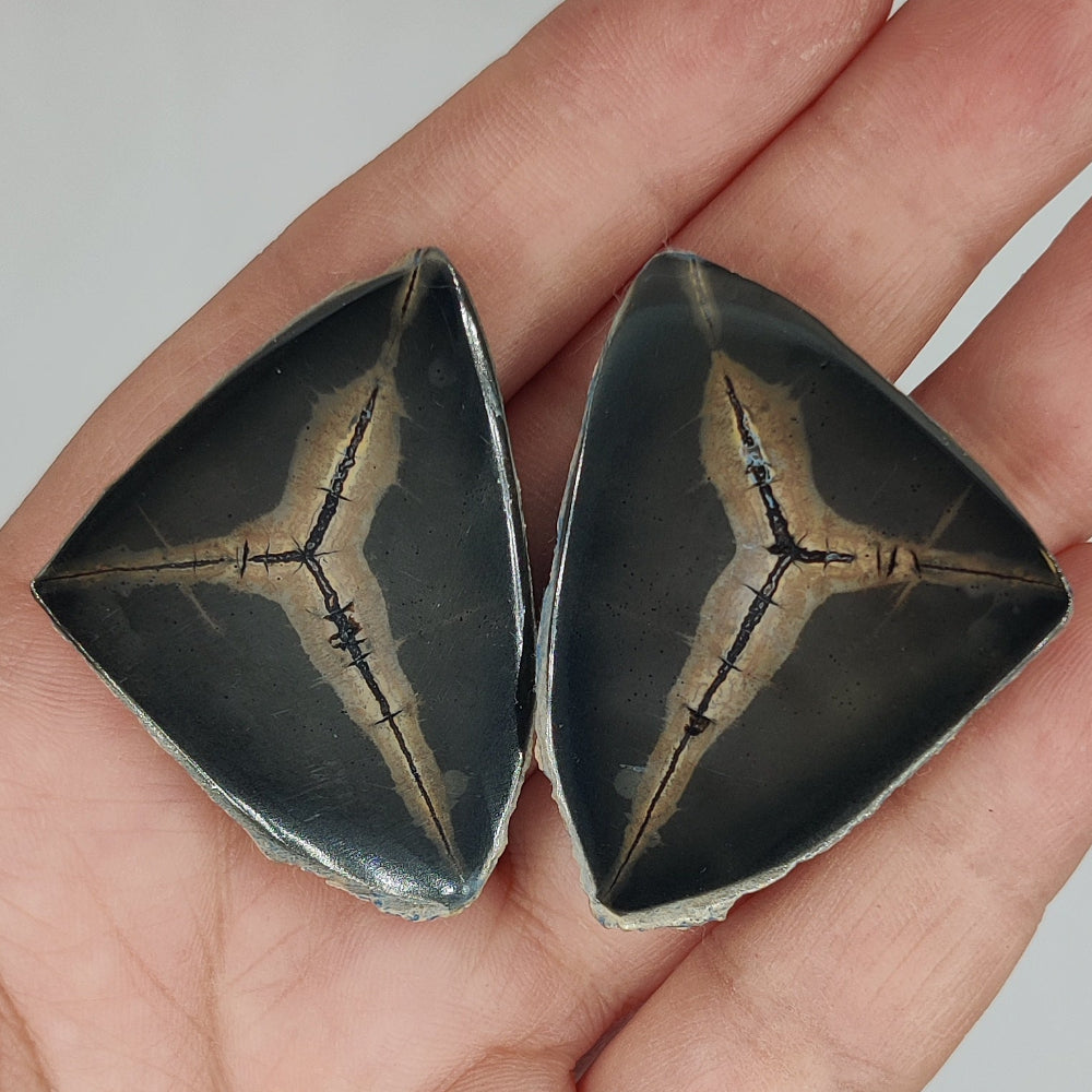 Septarias