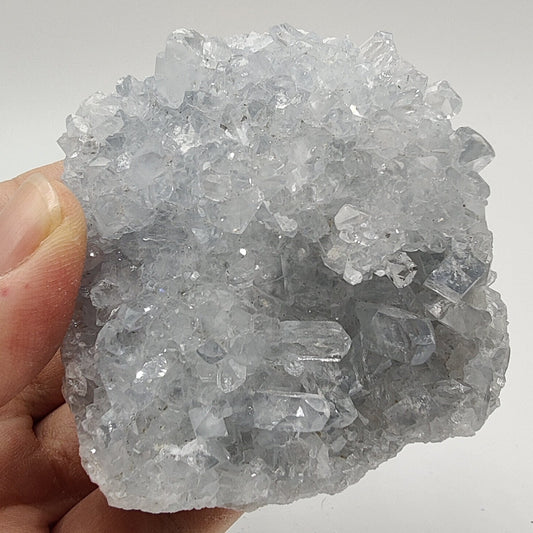 celestina-1