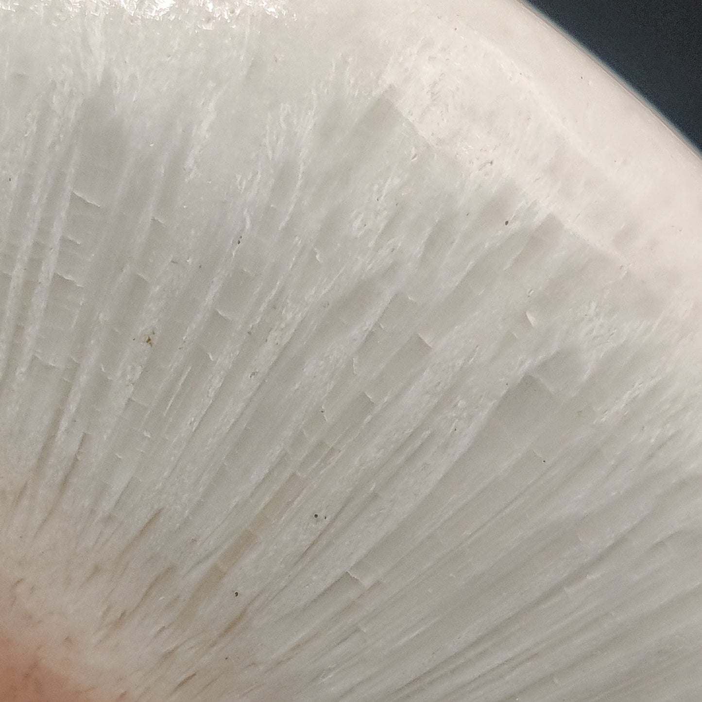 Escolecita